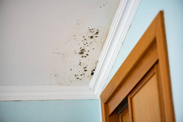 Why You Should Choose Our Mold Remediation Services in Palmerton, PA